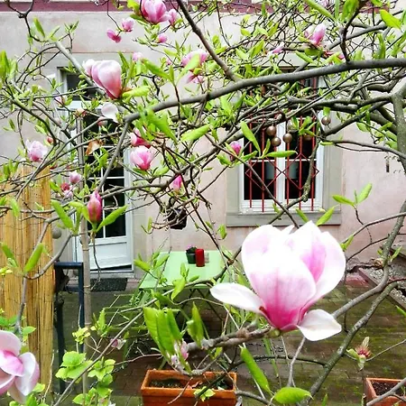 Petite France Avec Terrasse *